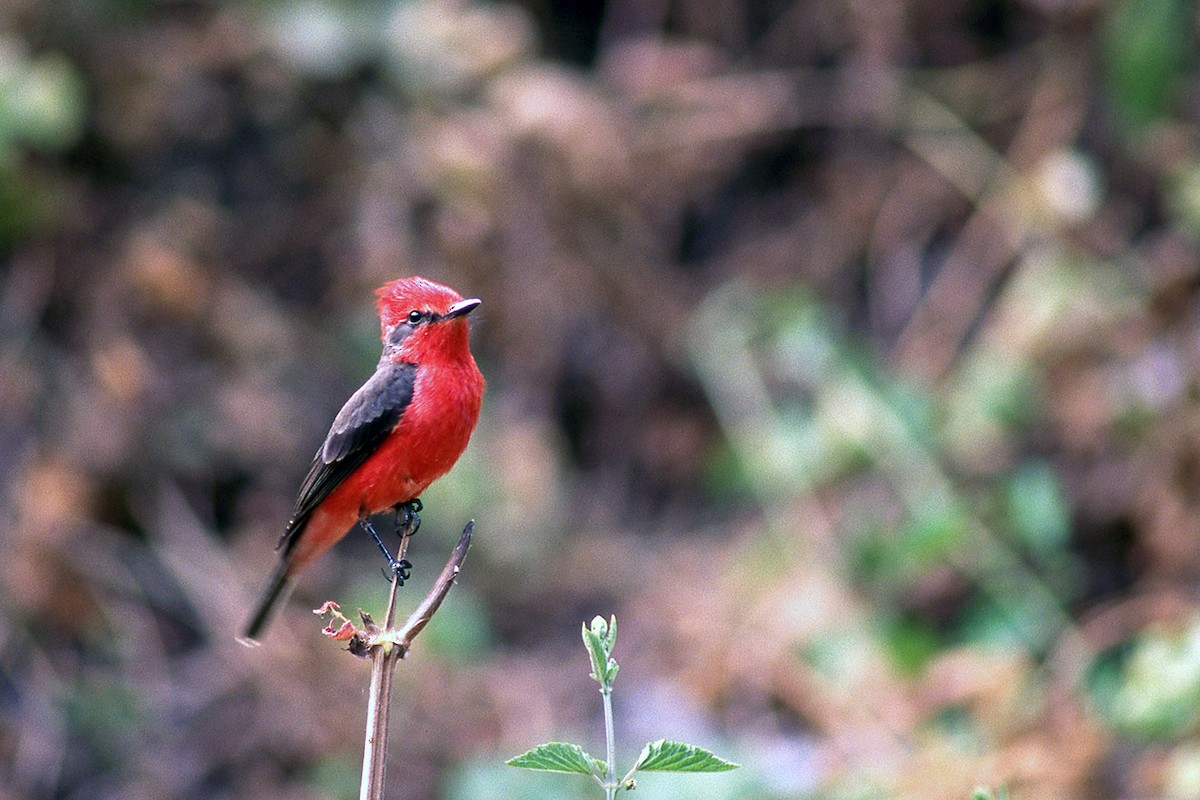 Vermilion Flycatcher - ML634001107