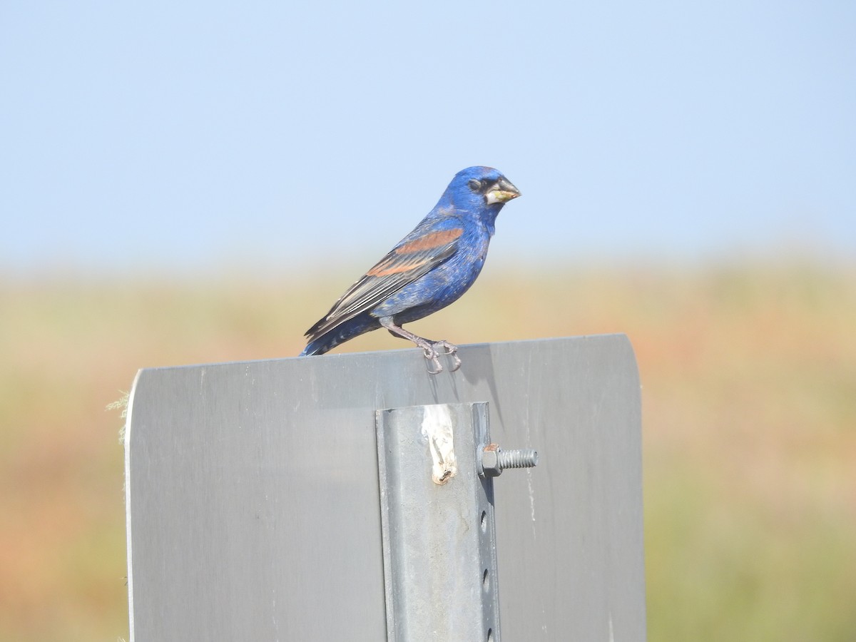Blue Grosbeak - ML634001182