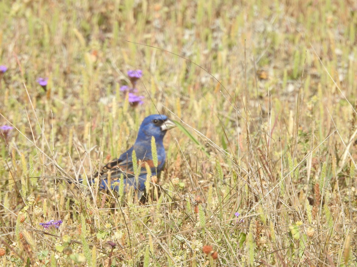 Blue Grosbeak - ML634001183