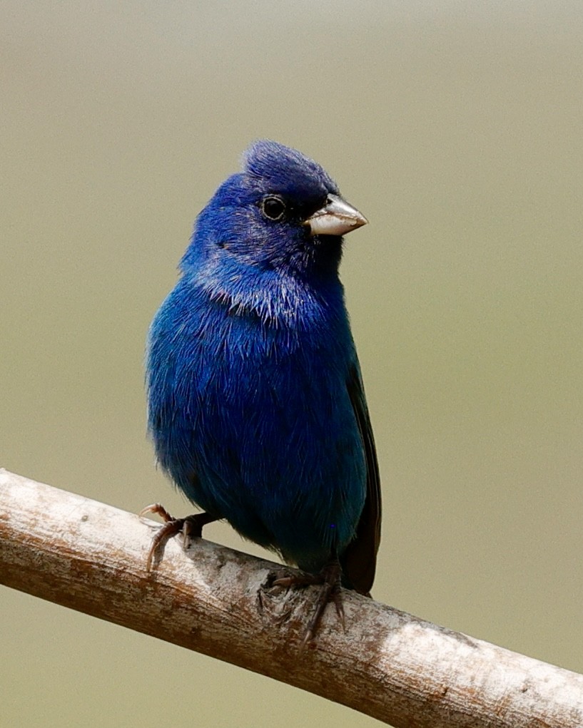 Indigo Bunting - ML634001187