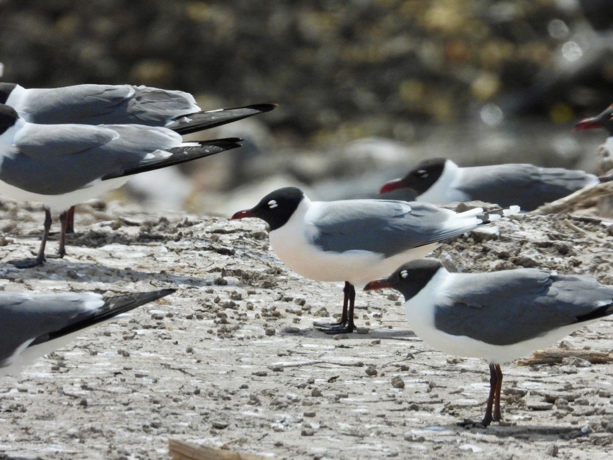 Franklin's Gull - ML634001231