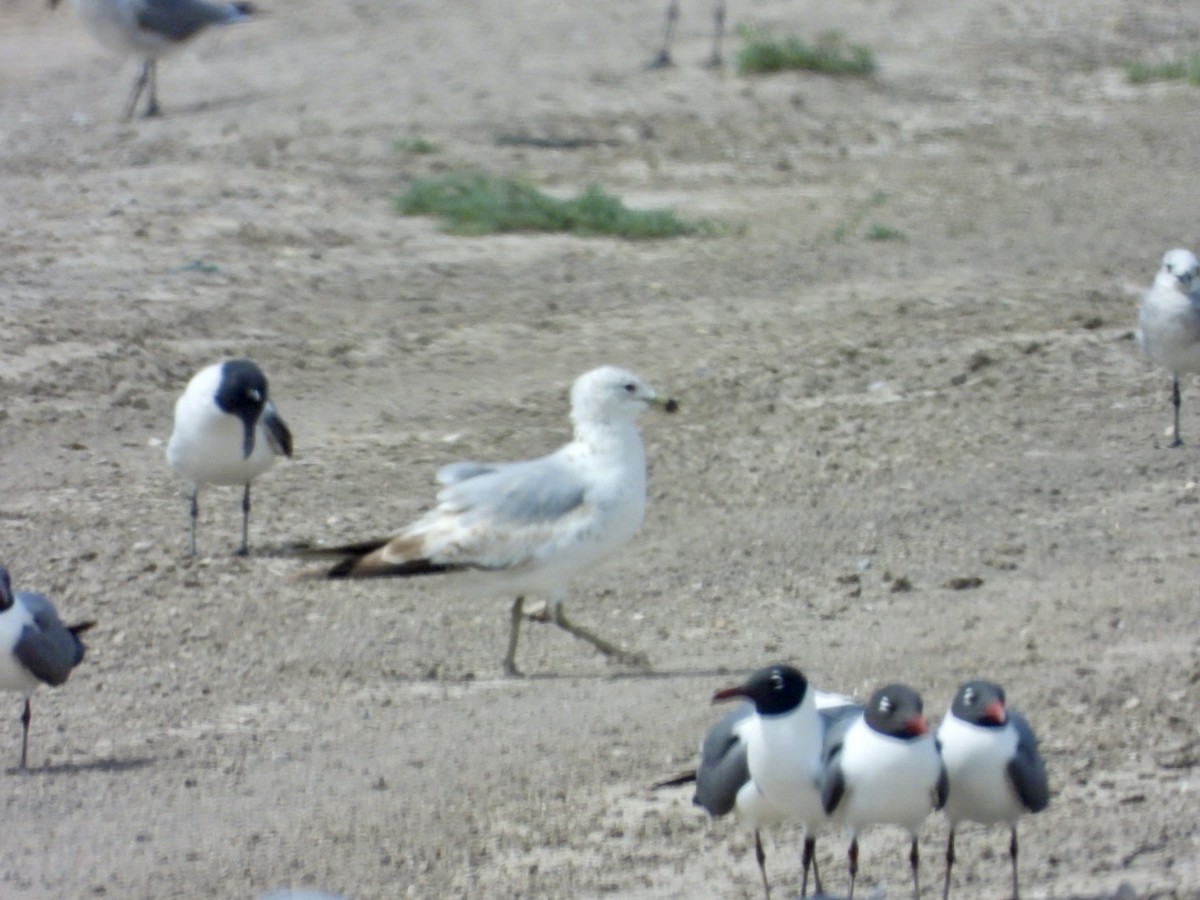 Ring-billed Gull - ML634001240
