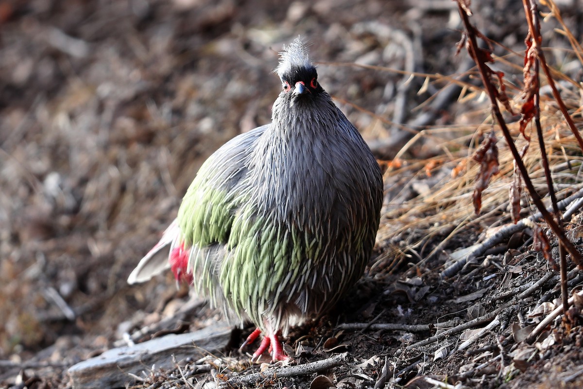 ベニキジ - ML634001253