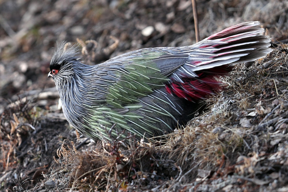 ベニキジ - ML634001254