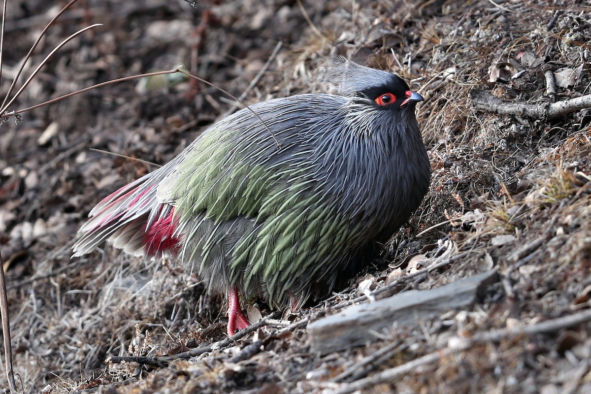 ベニキジ - ML634001255