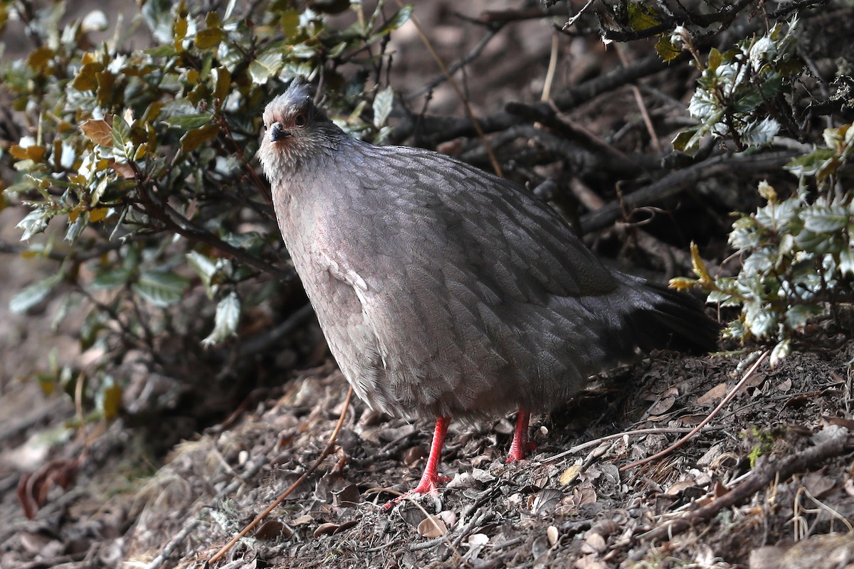 ベニキジ - ML634001256