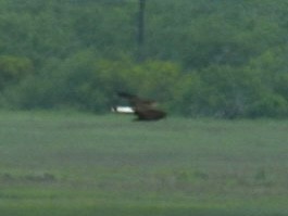 White-tailed Hawk - ML634001259