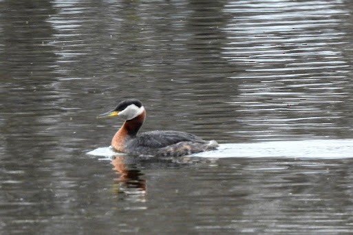 Red-necked Grebe - ML634001266