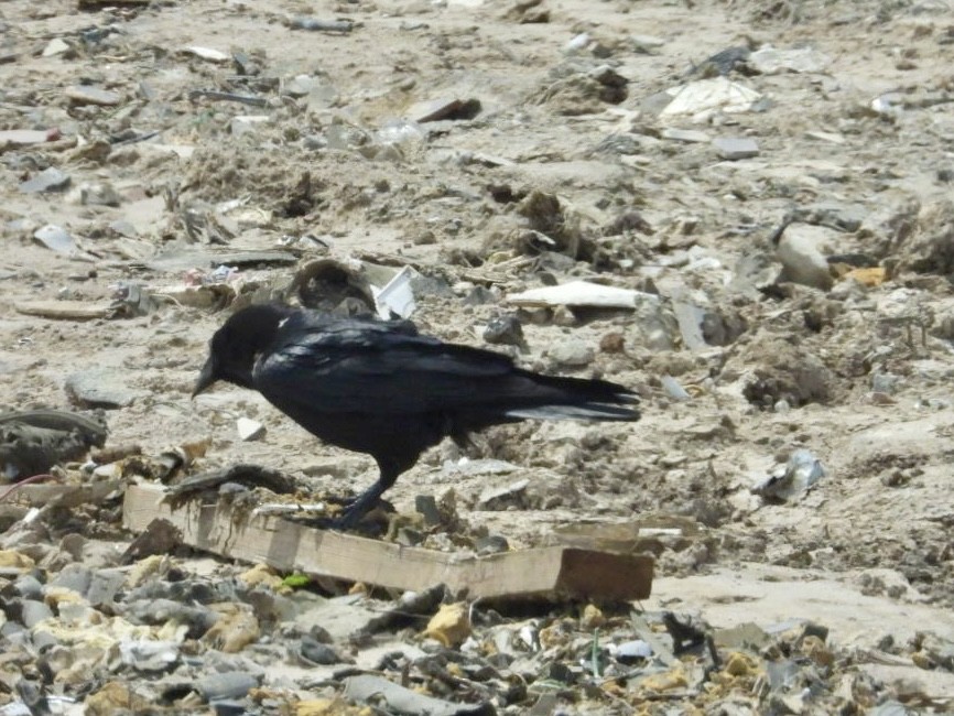 Chihuahuan Raven - ML634001279