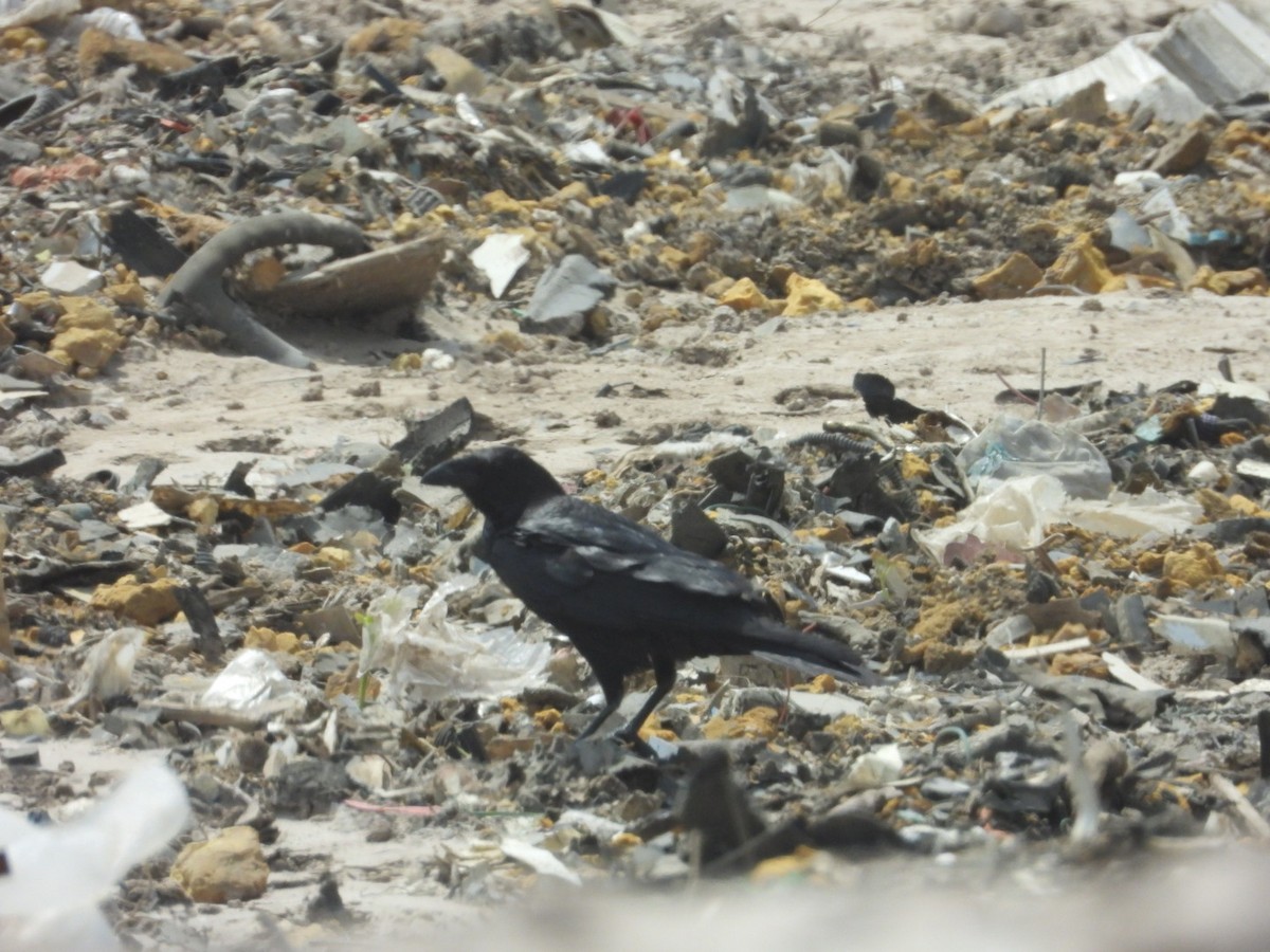 Chihuahuan Raven - ML634001280