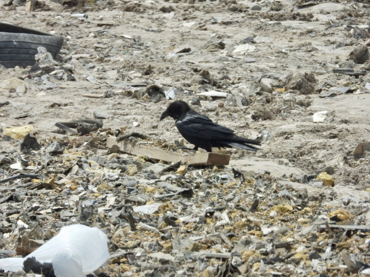 Chihuahuan Raven - ML634001281
