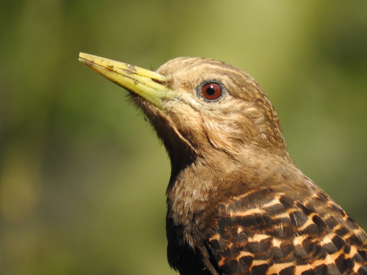 Bay Woodpecker - ML634001329