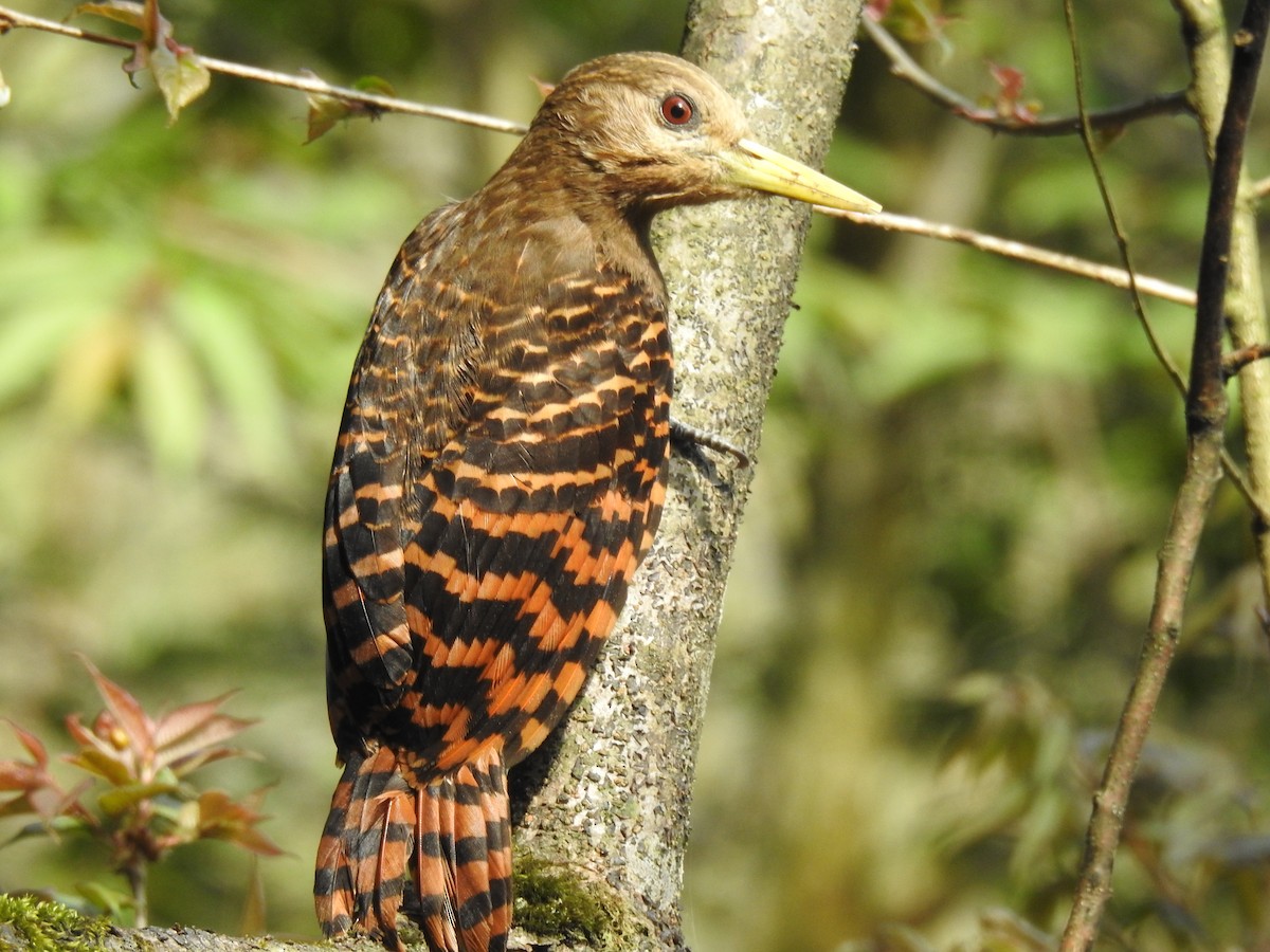 Bay Woodpecker - ML634001330