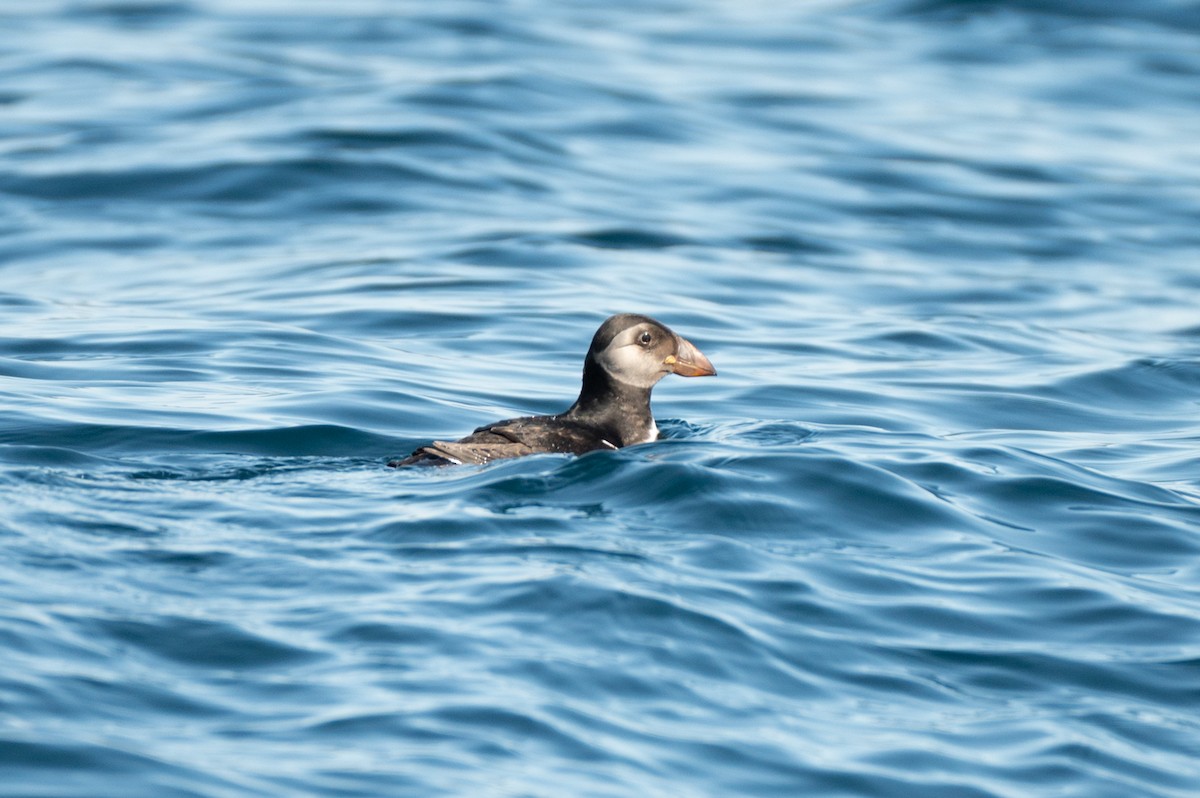 Atlantic Puffin - ML634001360