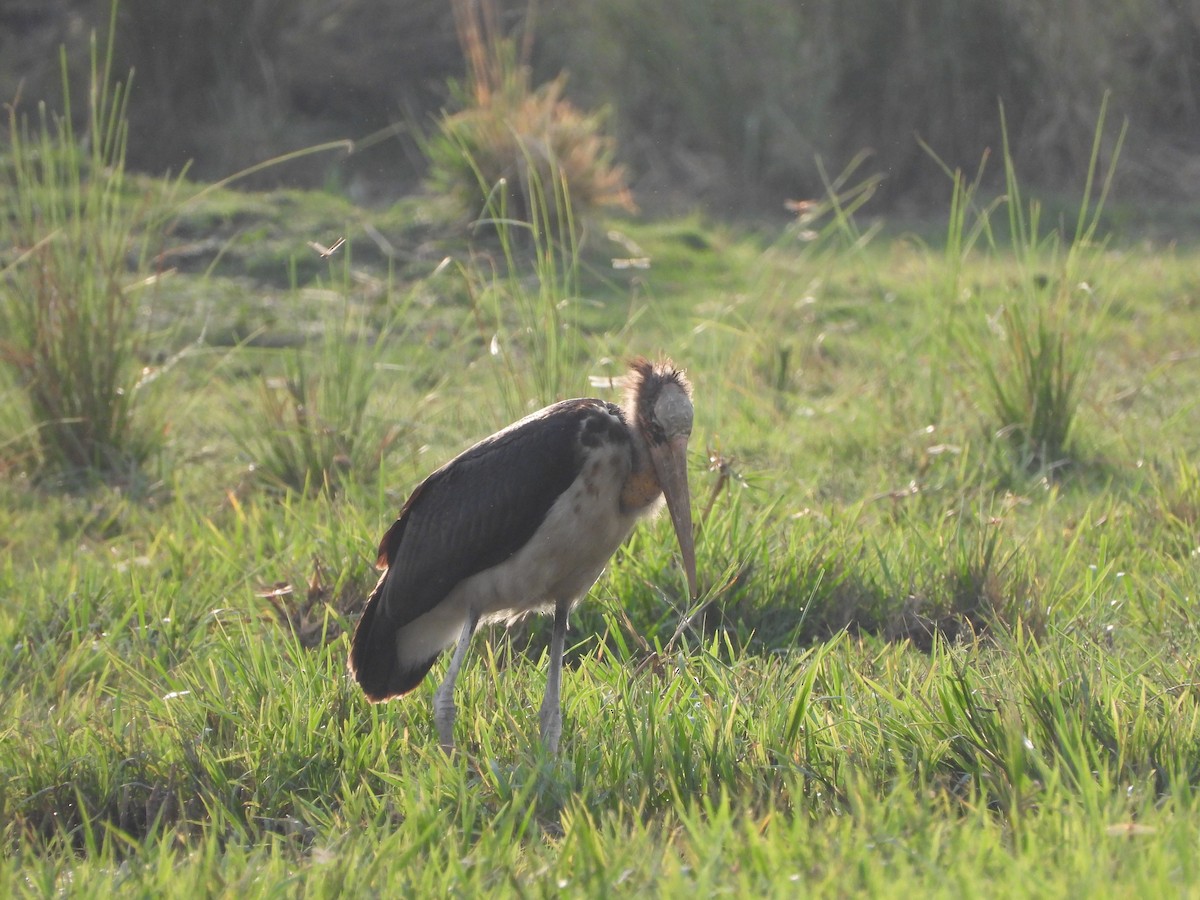 Lesser Adjutant - ML634001702