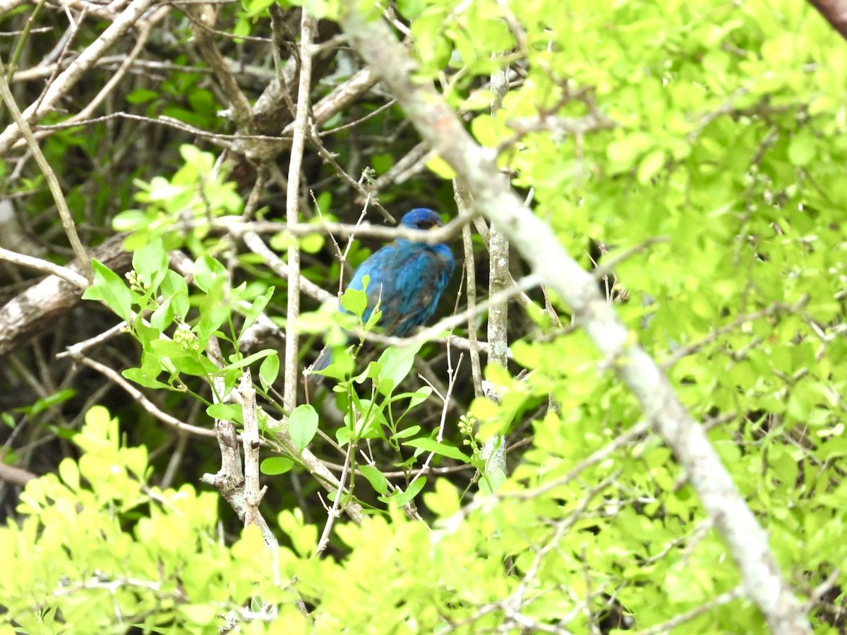Indigo Bunting - ML634001707