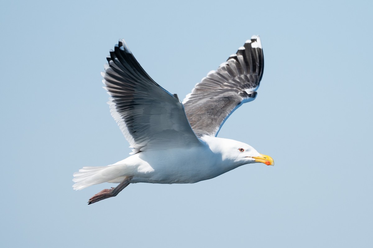 Great Black-backed Gull - ML634001715