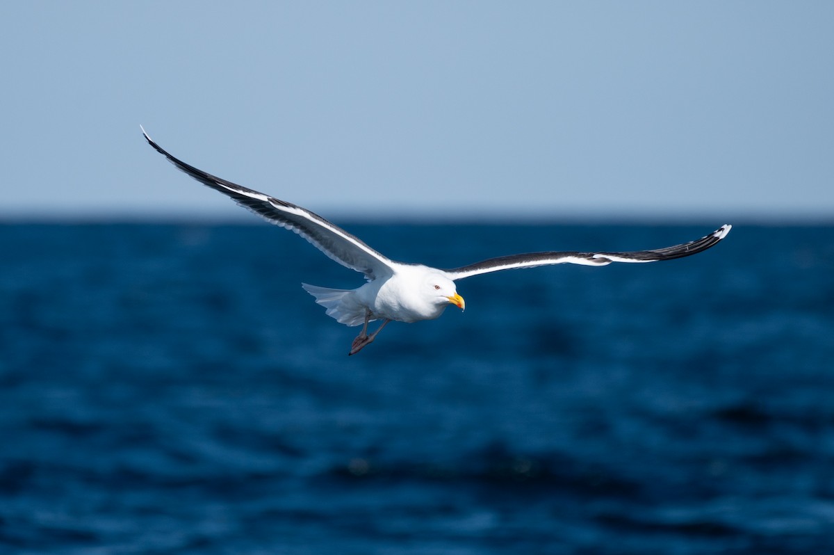 Great Black-backed Gull - ML634001716