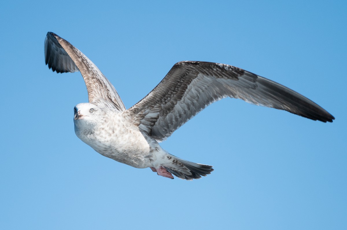 Great Black-backed Gull - ML634001799