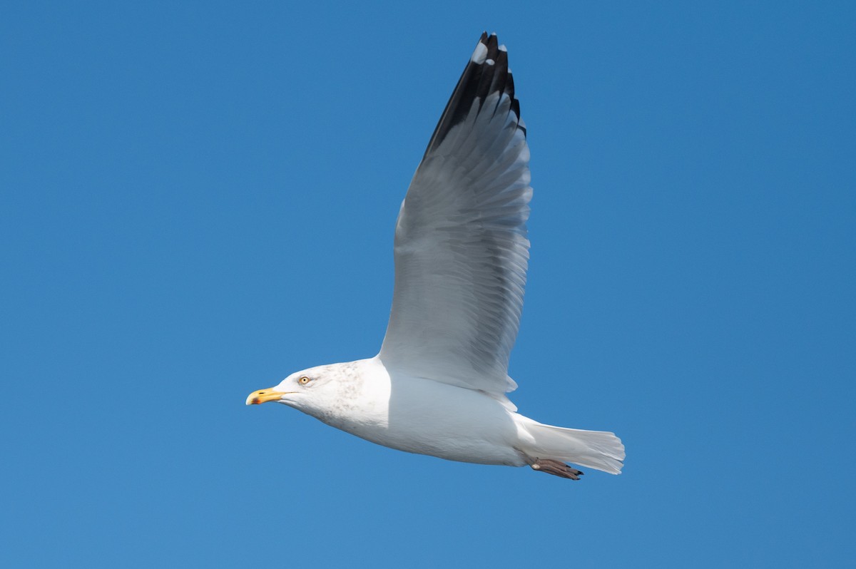 American Herring Gull - ML634001843