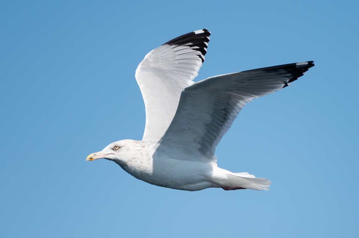 American Herring Gull - ML634001845