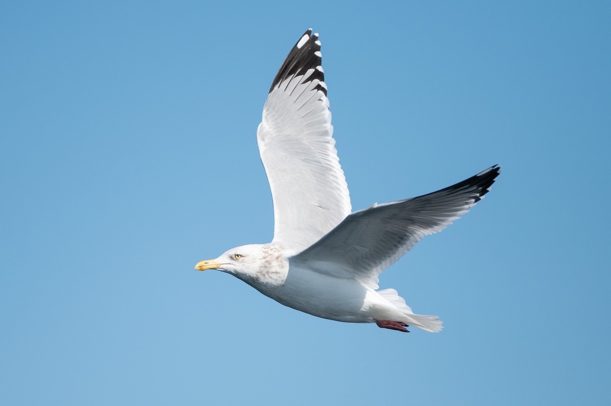 American Herring Gull - ML634001846