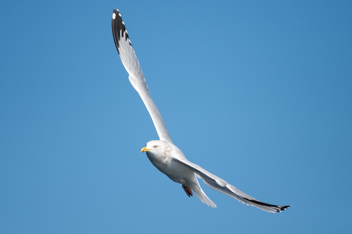 American Herring Gull - ML634001847