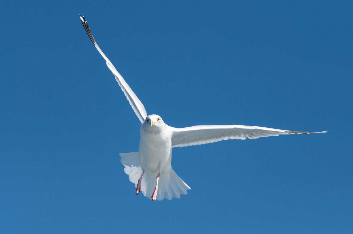 American Herring Gull - ML634001848