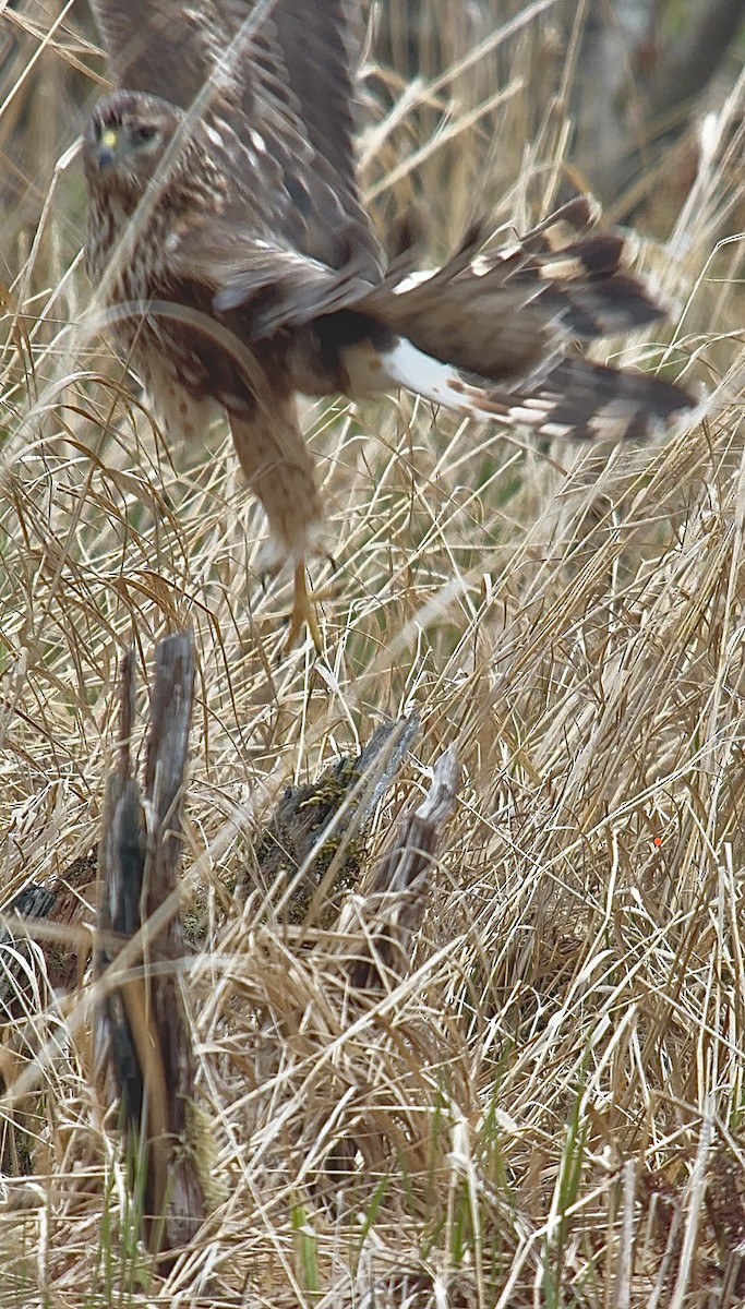 Northern Harrier - ML634001875