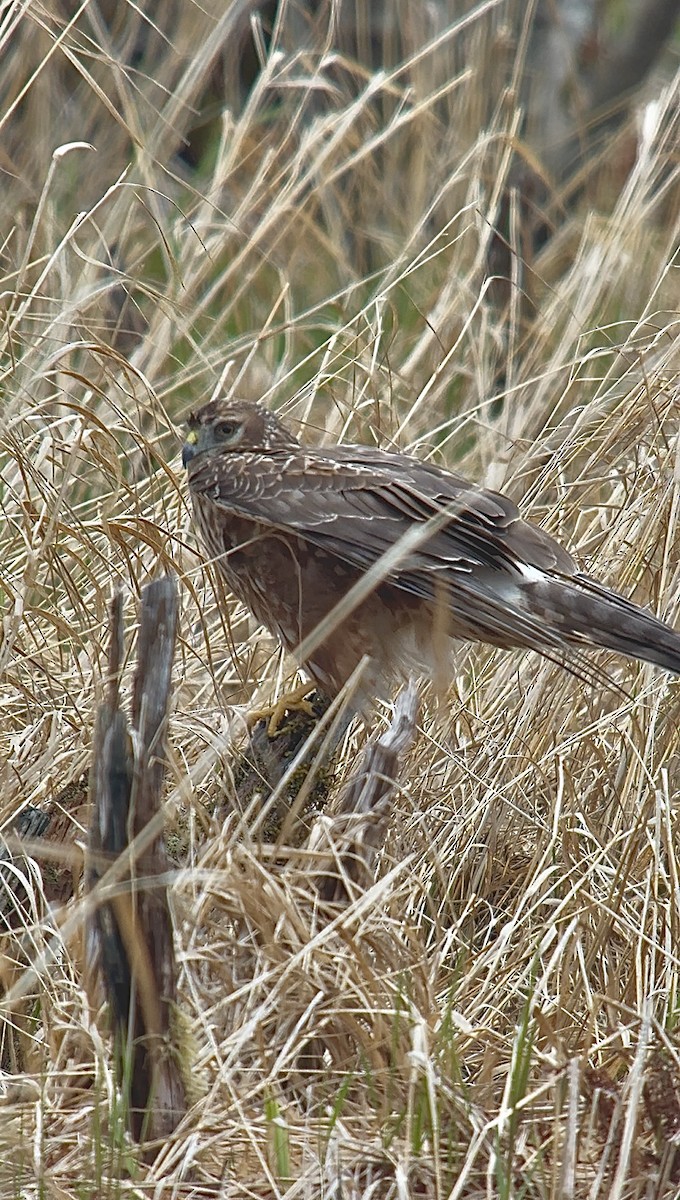 Northern Harrier - ML634001877