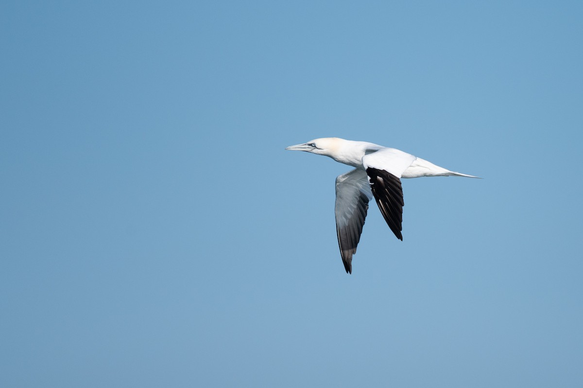 Northern Gannet - ML634001893