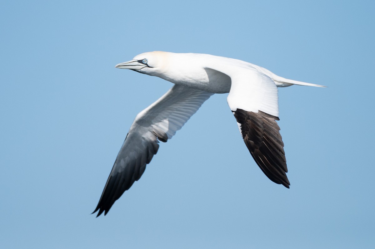Northern Gannet - ML634001894