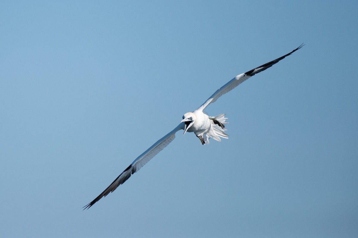 Northern Gannet - ML634001895