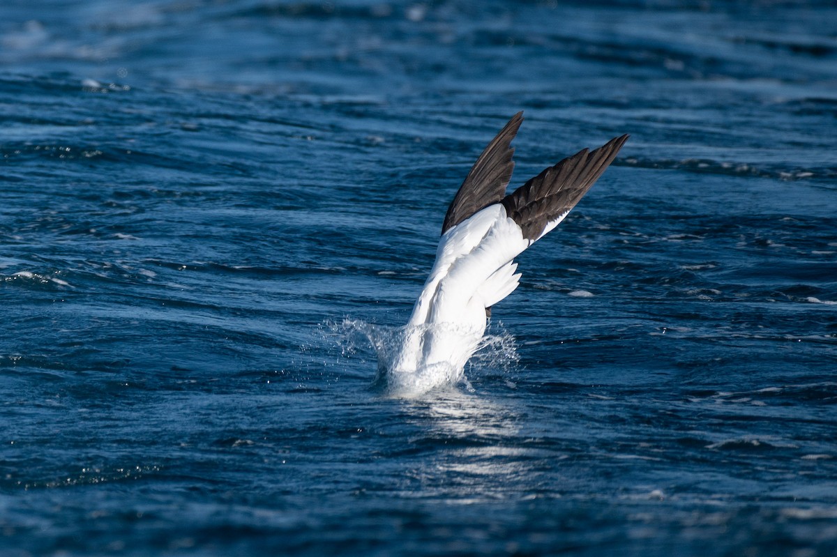 Northern Gannet - ML634001896