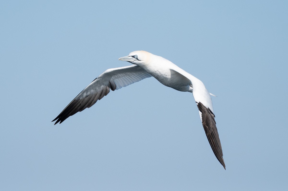 Northern Gannet - ML634001897