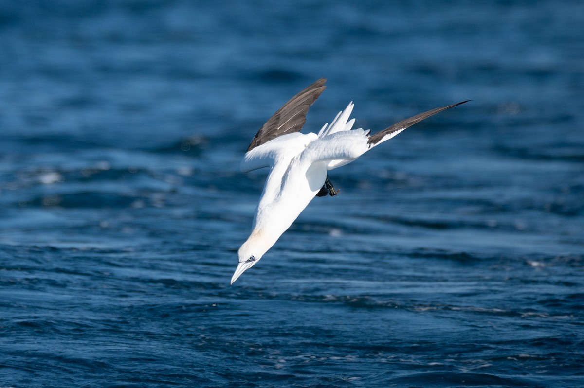Northern Gannet - ML634001898