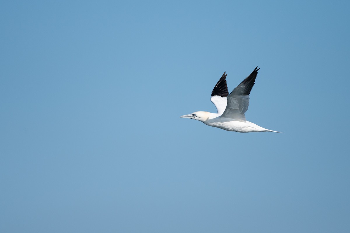 Northern Gannet - ML634001899