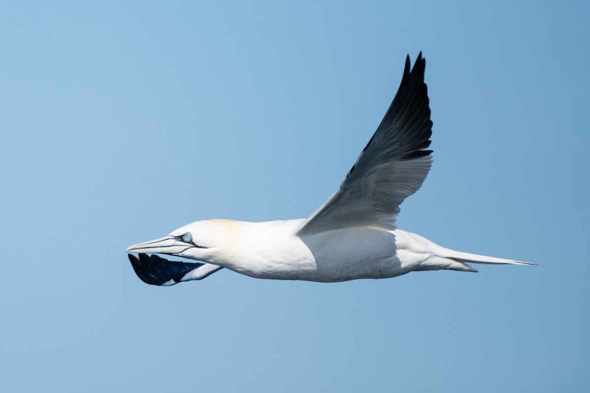 Northern Gannet - ML634001900