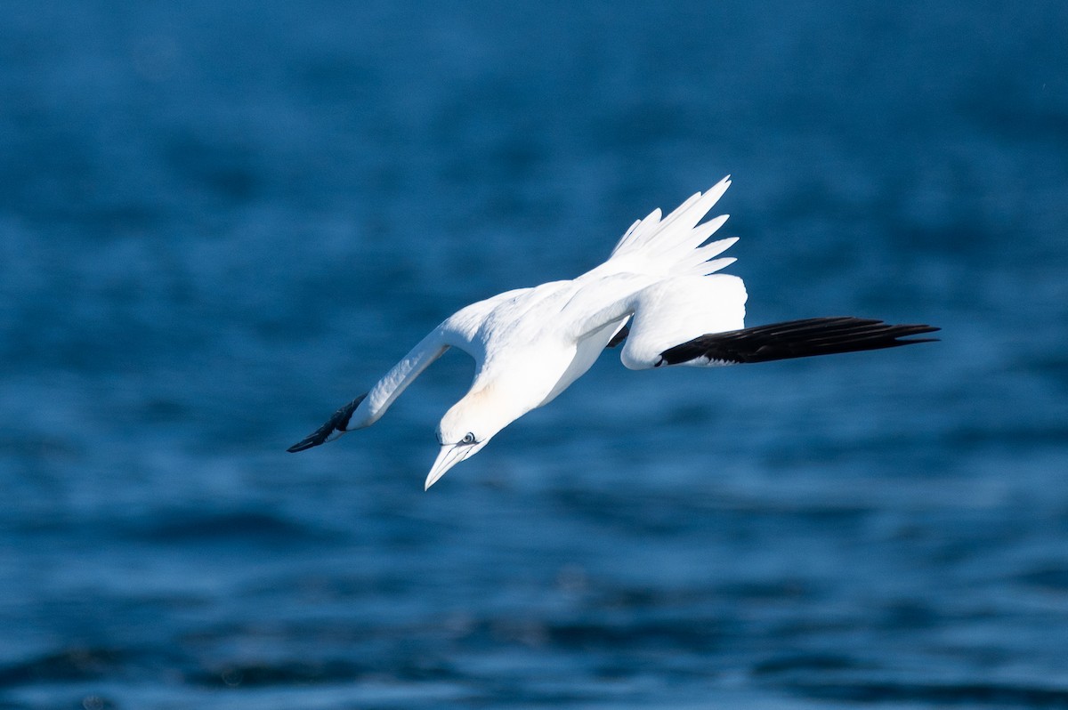 Northern Gannet - ML634001901