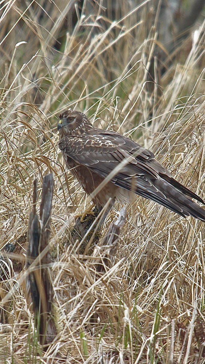 Northern Harrier - ML634001906