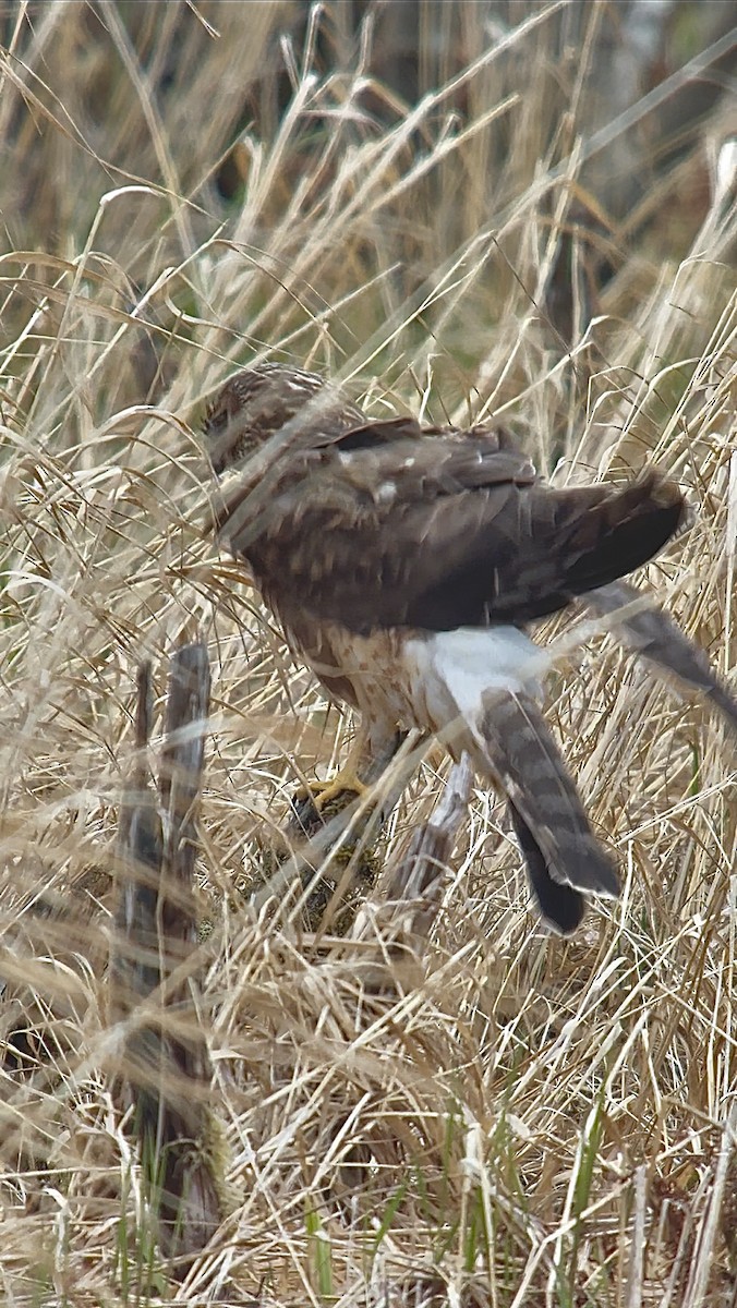 Northern Harrier - ML634001907