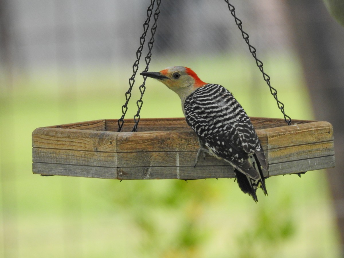 Red-bellied Woodpecker - ML634001917