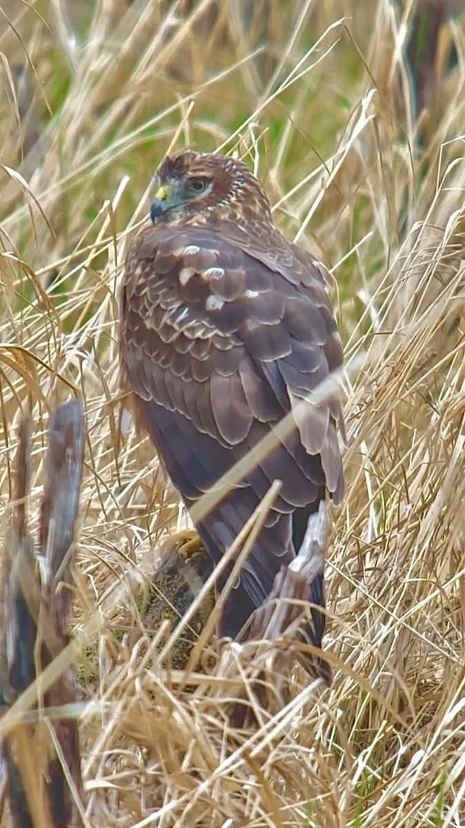 Northern Harrier - ML634001928
