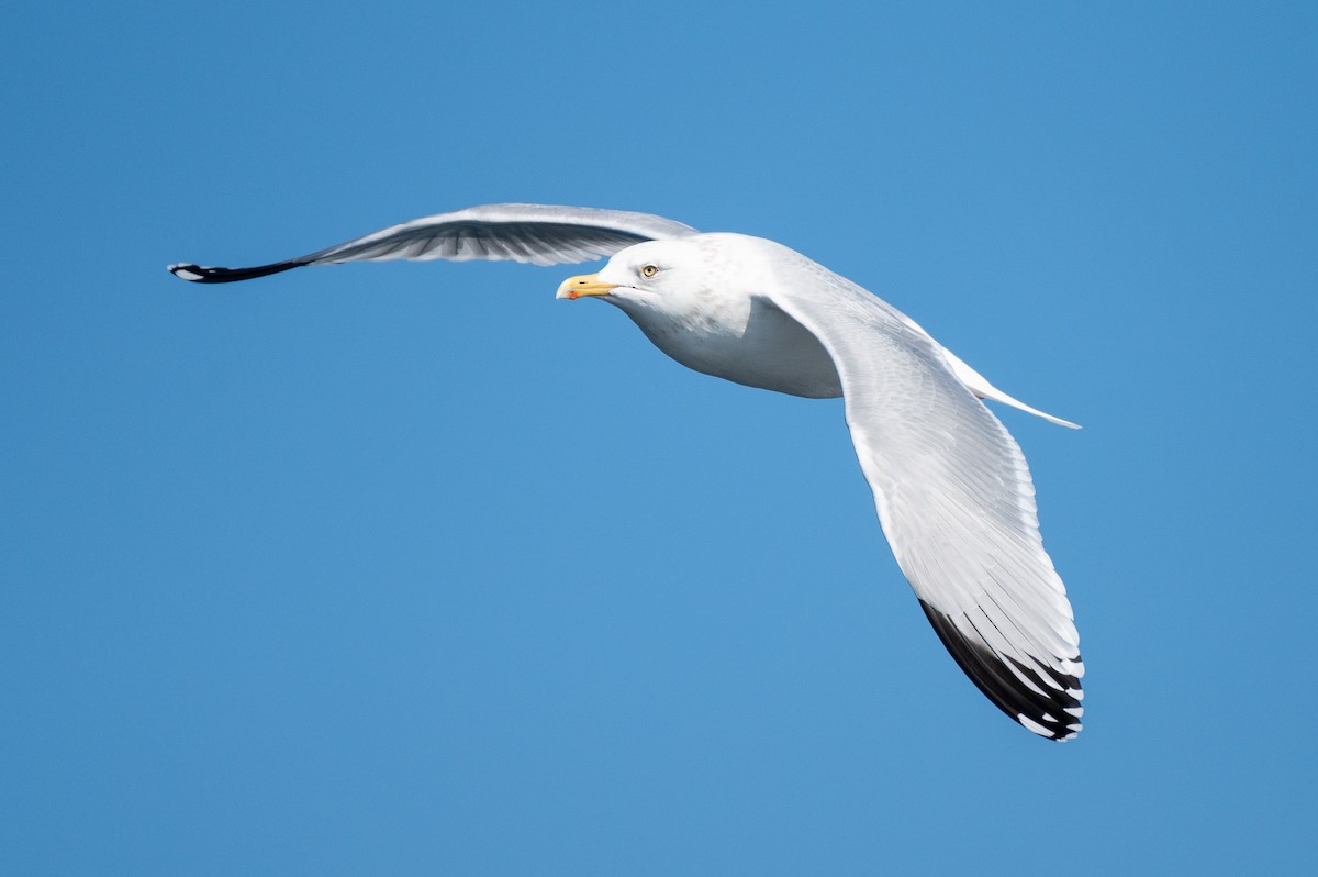 American Herring Gull - ML634001931