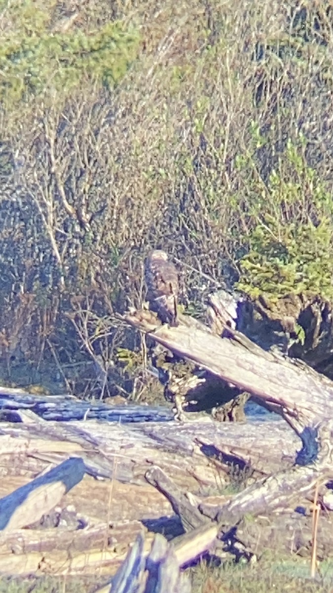 Northern Harrier - ML634001943