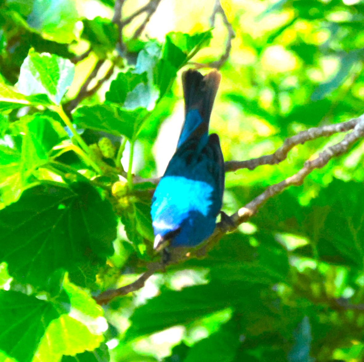 Indigo Bunting - ML634001965