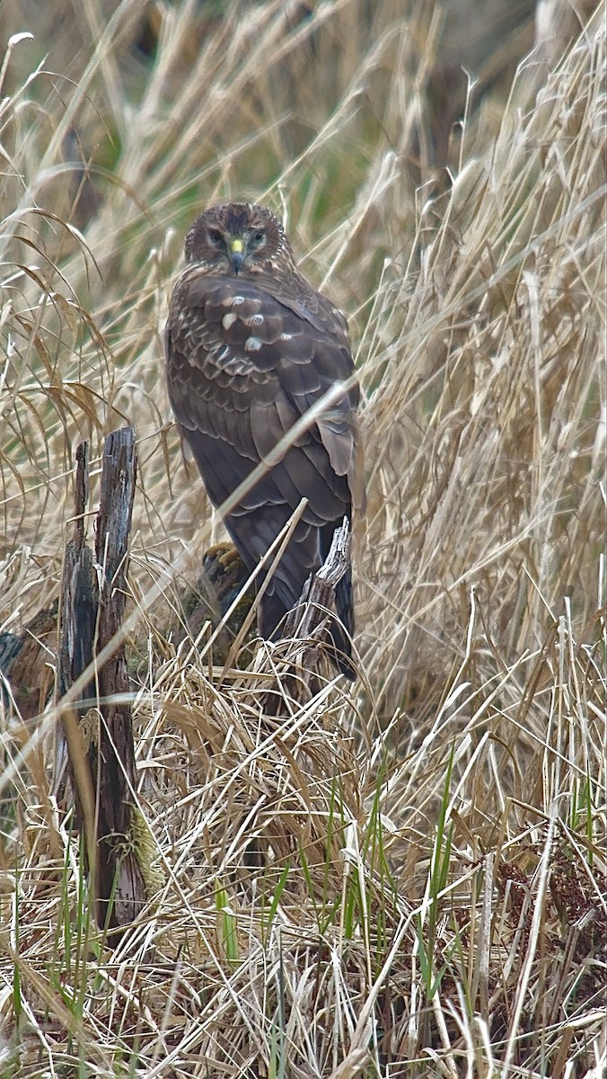 Northern Harrier - ML634001974