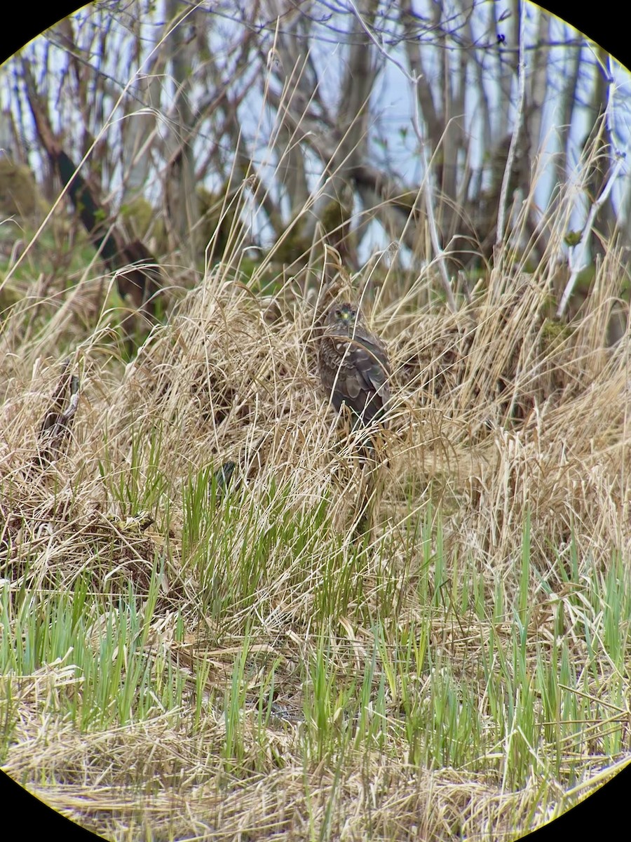 Northern Harrier - ML634001989