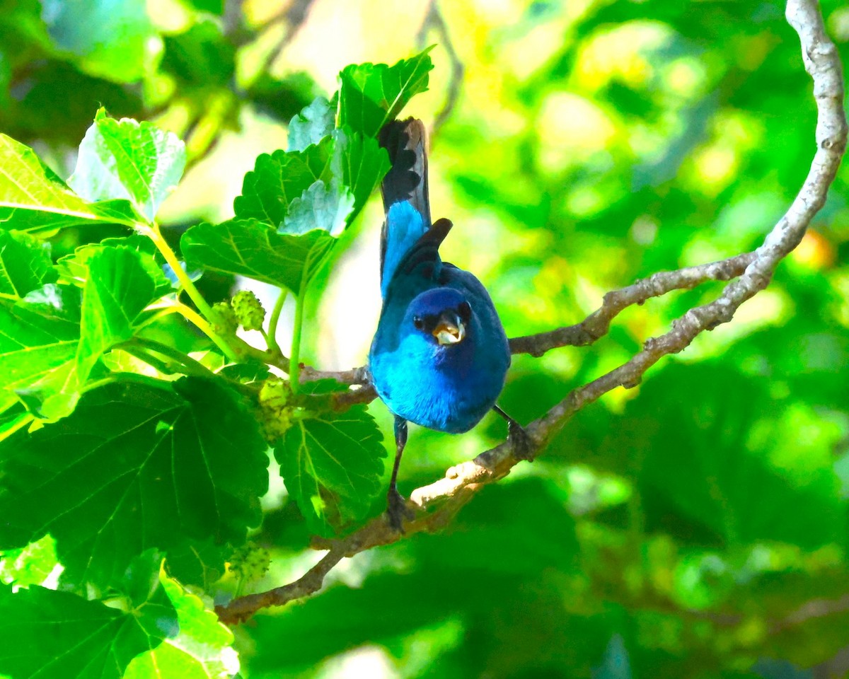 Indigo Bunting - ML634001992