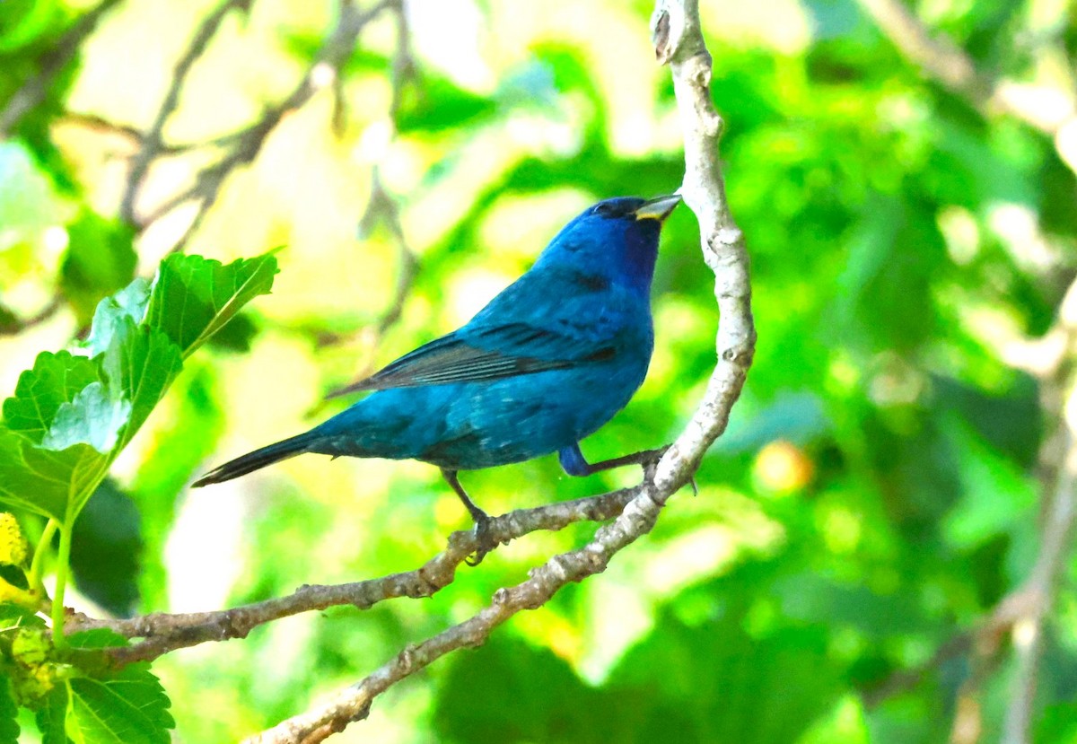 Indigo Bunting - ML634001997